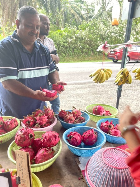 【ドラゴンフルーツ】マレーシア・セパンで農場見学