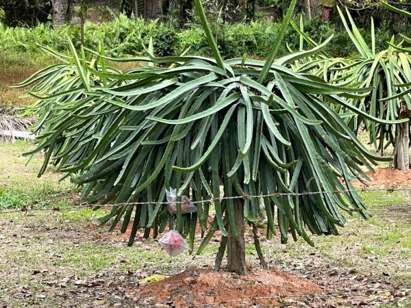 【ドラゴンフルーツ】マレーシア・セパンで農場見学