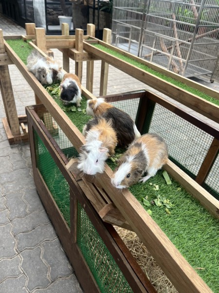 【theMINs @ Kota Damansara】マレーシアのふれあい動物園で癒しの休日！