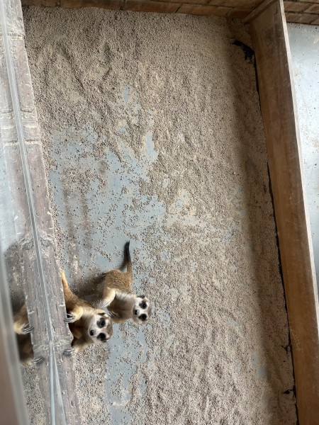 【theMINs @ Kota Damansara】マレーシアのふれあい動物園で癒しの休日！