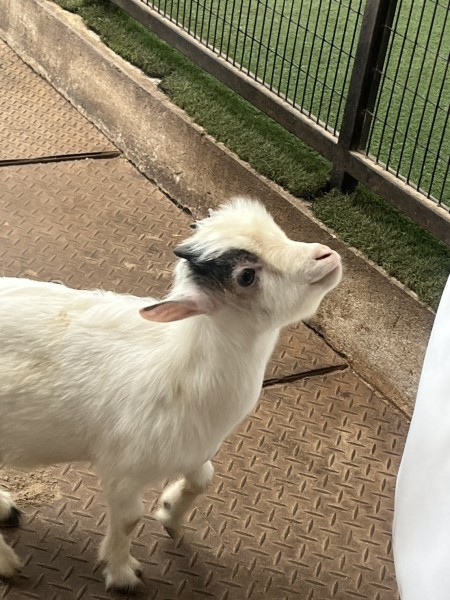 【theMINs @ Kota Damansara】マレーシアのふれあい動物園で癒しの休日！