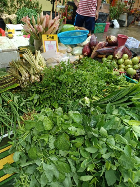 【マレーシア在住者の特権！】ペガガ（CICA）がすごい。美容・健康・脳に効くと言われるミラクルハーブ